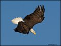 _0SB8973 american bald eagle